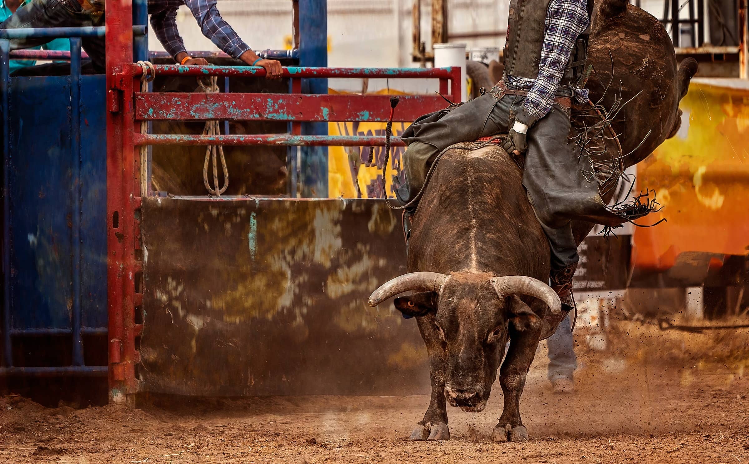 The Rise of Professional Bull Riding: A Thrilling Evolution in Sports